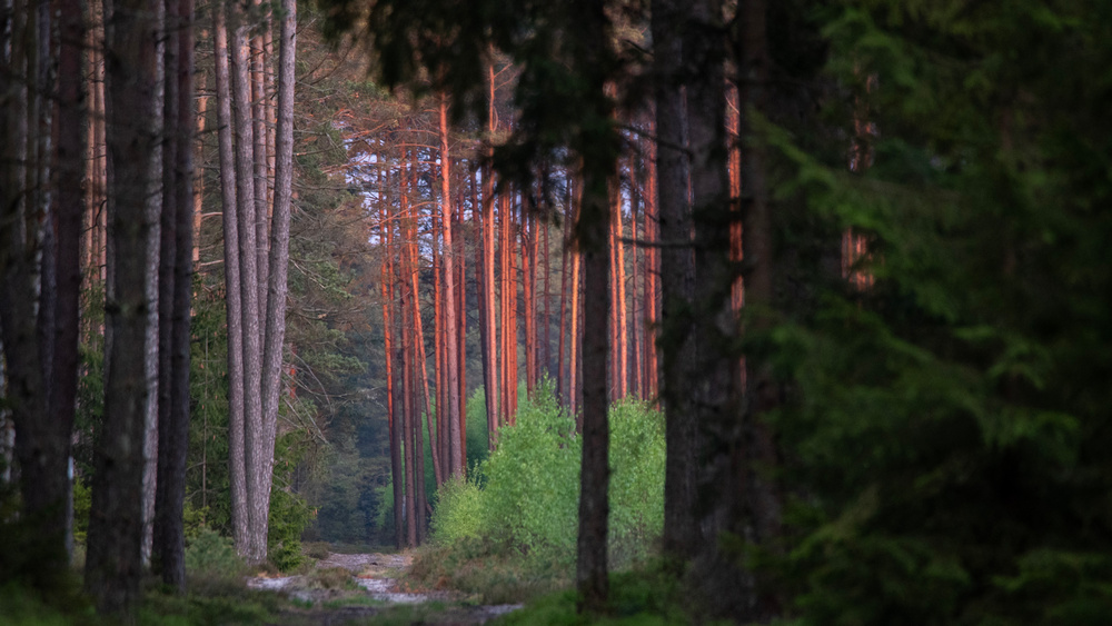 22. Festiwal TERRA – Podróż po lesie – wilki, ogłodki i inne historie