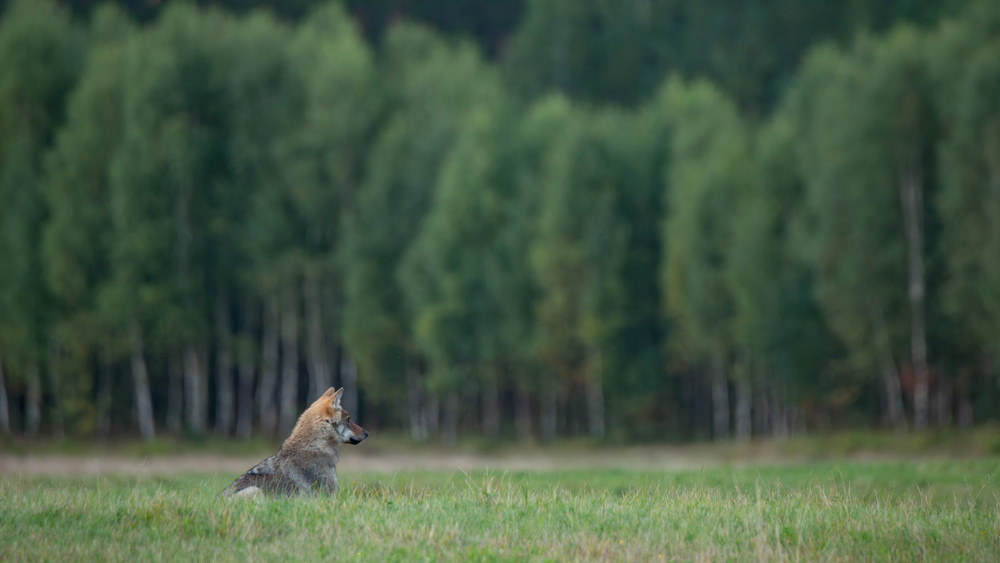 22. Festiwal TERRA – Podróż po lesie – wilki, ogłodki i inne historie