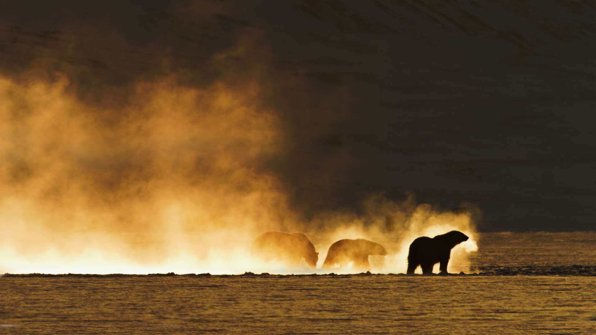 23. MDAG: Niedźwiedzica