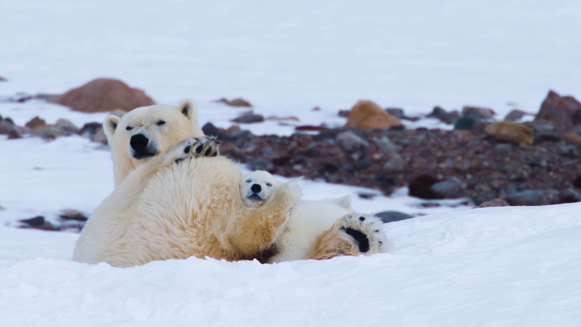 23. MDAG: Niedźwiedzica