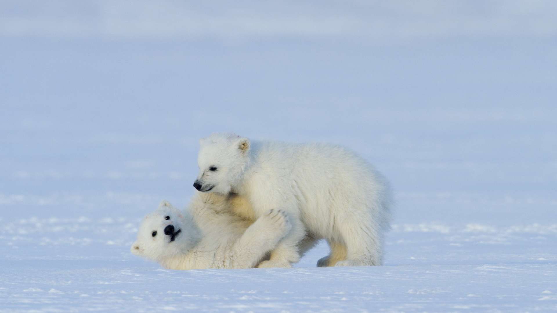 23. MDAG: Niedźwiedzica