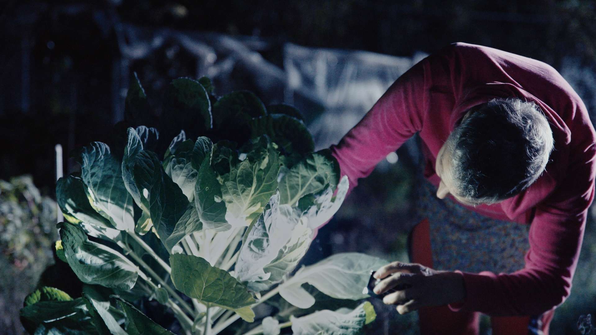 23. MDAG: Sekretne życie roślin