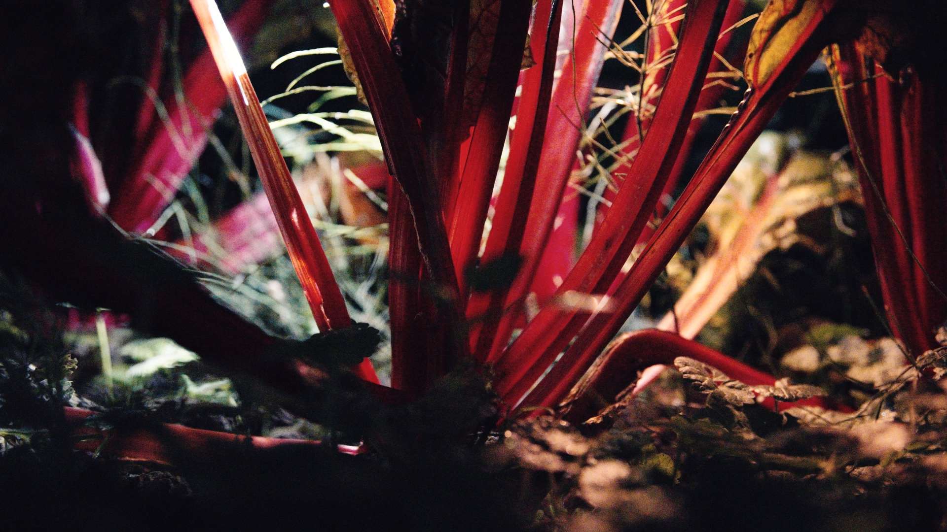 23. MDAG: Sekretne życie roślin