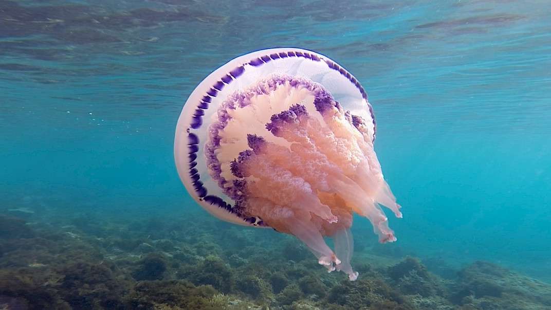 23. MDAG: Szukając równowagi