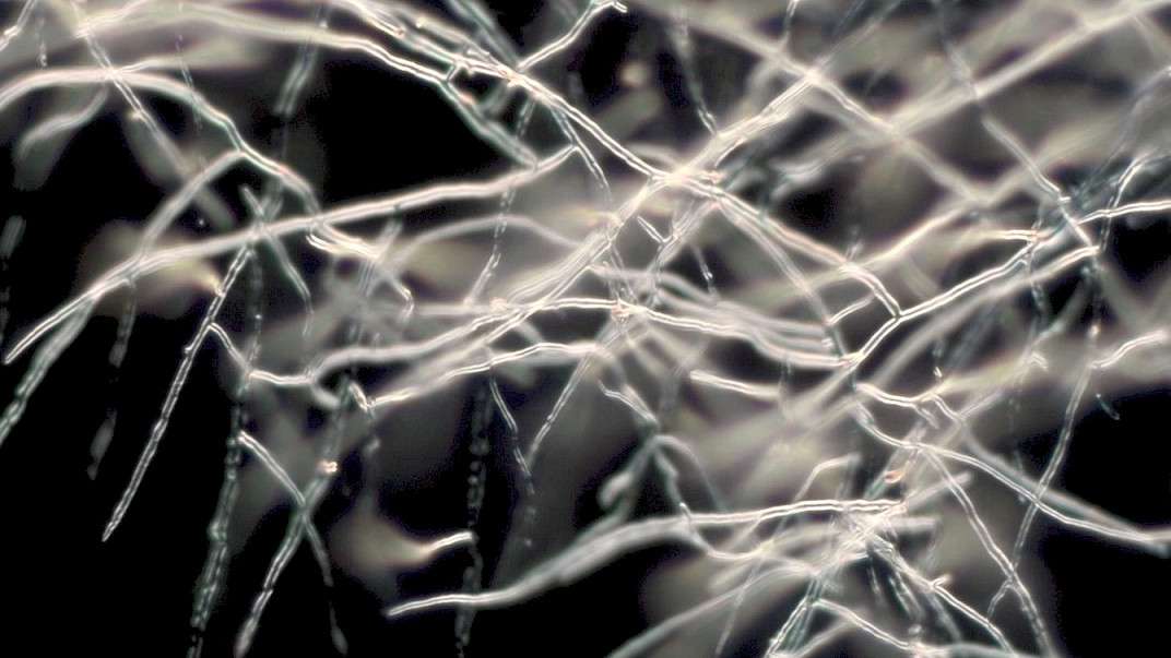 23. MDAG: Szukając równowagi