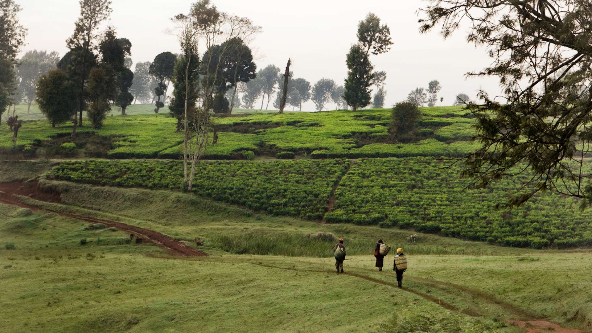23. MDAG: Ziemia Kikuju