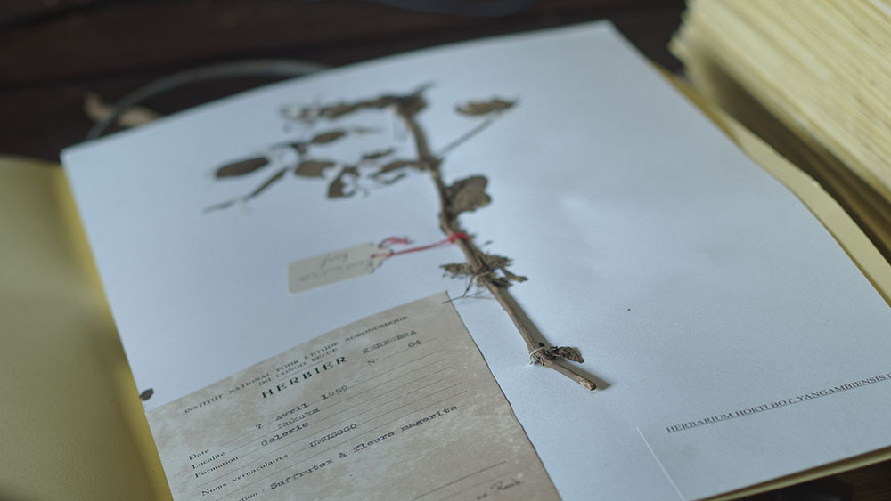 AfryKamera: Drzewo autentyczności