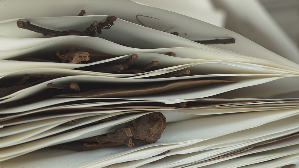 AfryKamera: Drzewo autentyczności