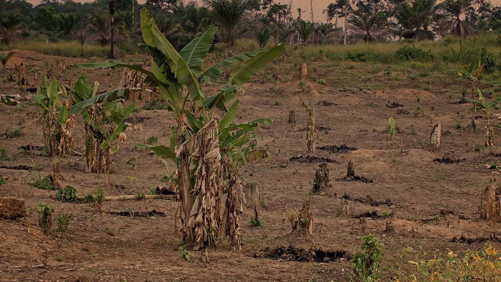 AfryKamera: Drzewo autentyczności