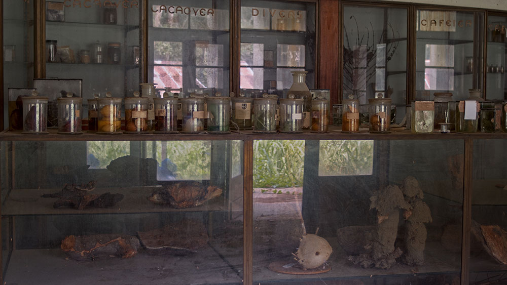 AfryKamera: Drzewo autentyczności