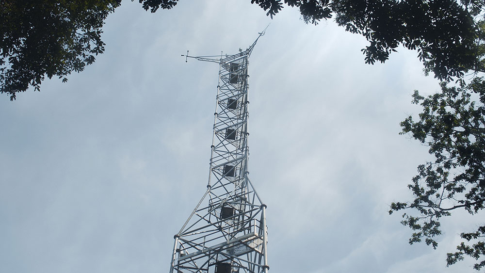 AfryKamera: Drzewo autentyczności