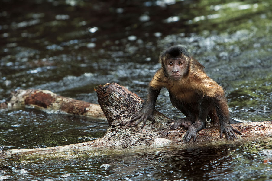 Amazonia. Przygody małpki Sai 3D