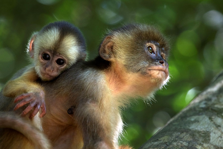 Amazonia. Przygody małpki Sai 3D
