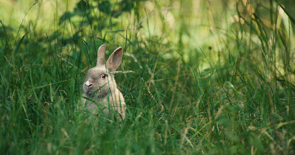 Bambi. Opowieść leśna - dubbing