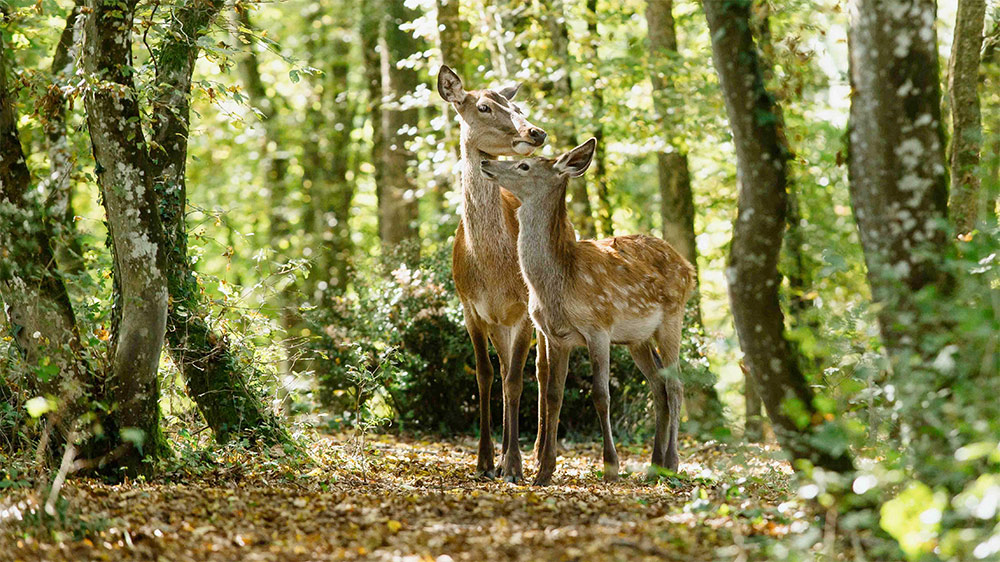 Bambi. Opowieść leśna - dubbing