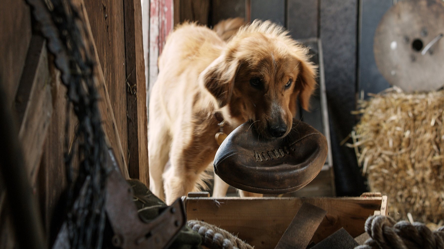 Filmowe Lato za 11zł: Był sobie pies