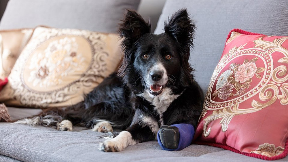 FILMOWE FERIE: PSOTY