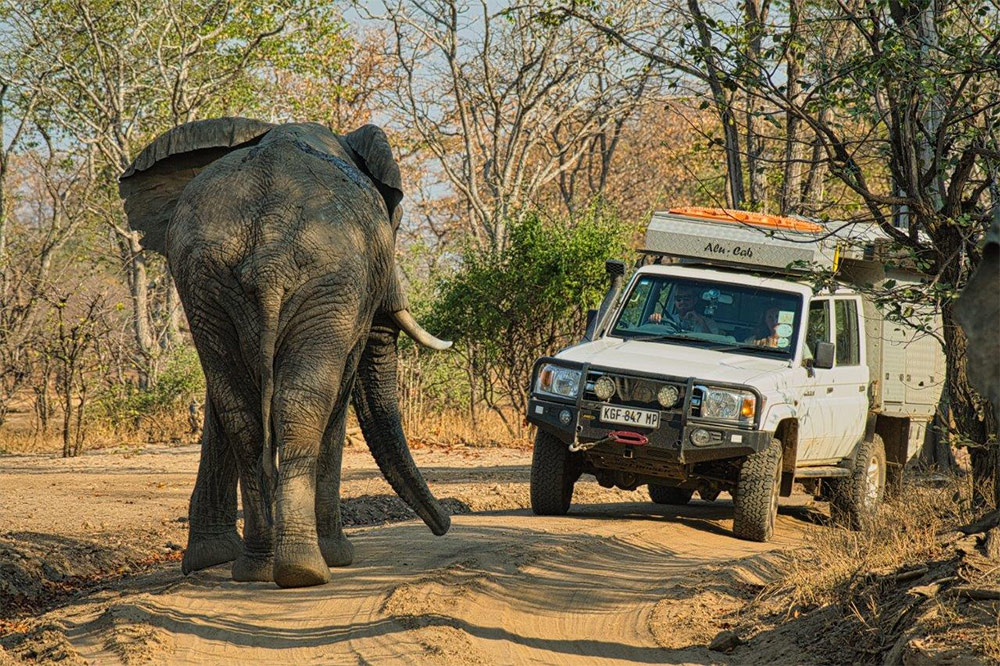 IN MUNDO: Z aparatem wśród zwierząt. Opowieści z safari
