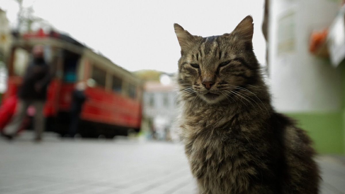 Wieczór Kinomaniaka: Kedi - sekretne życie kotów