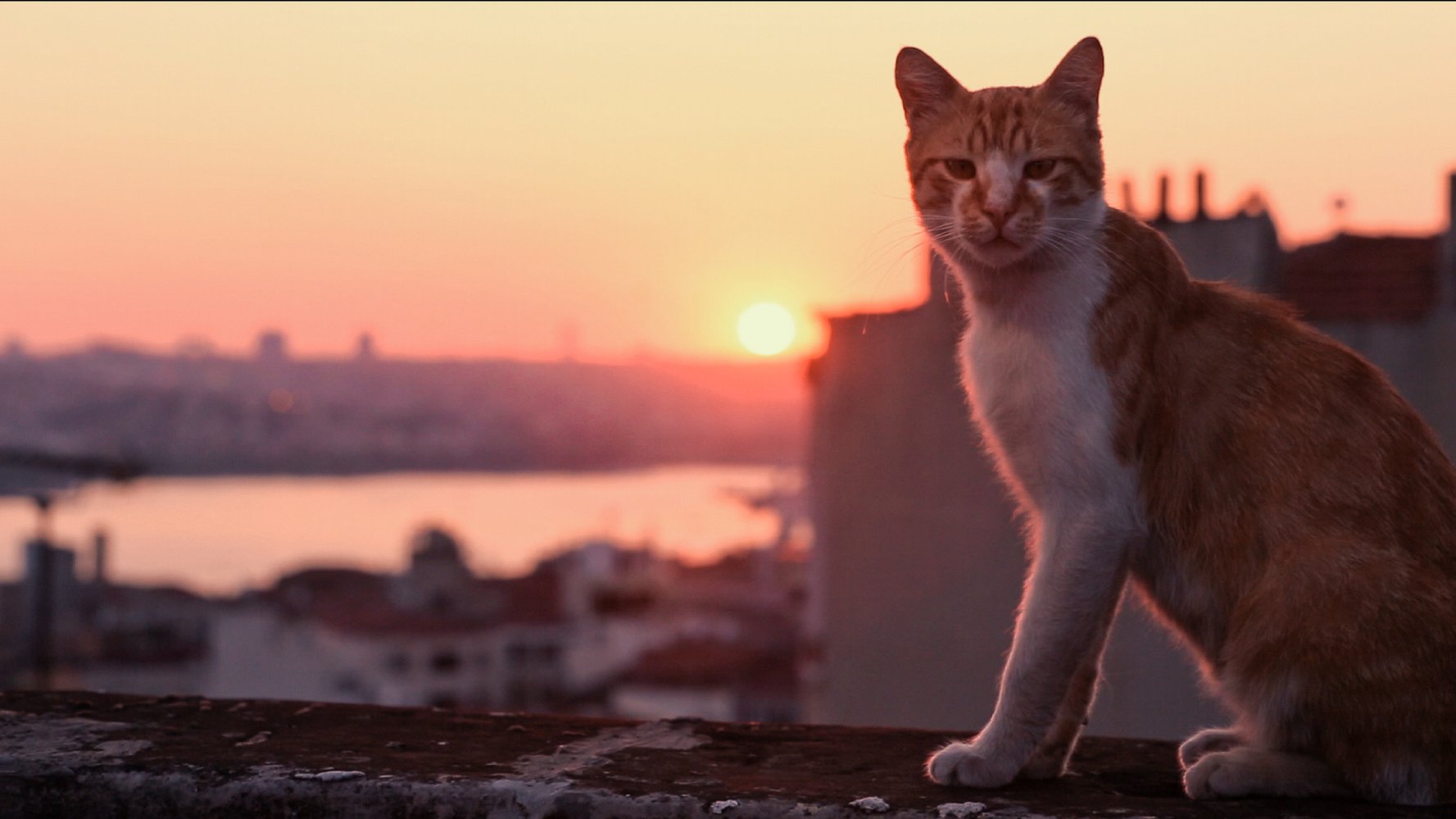 Spotkania Filmowe: Kedi - sekretne życie kotów