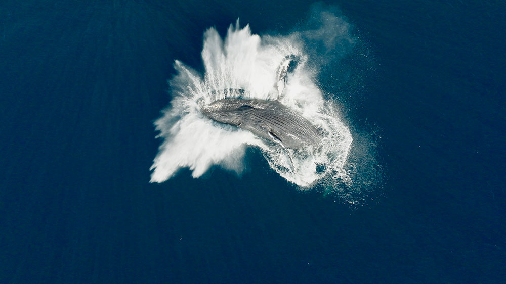Kino z Pasją: Pieśni wielorybów