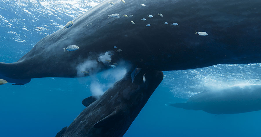 Kino z Pasją: Pieśni wielorybów