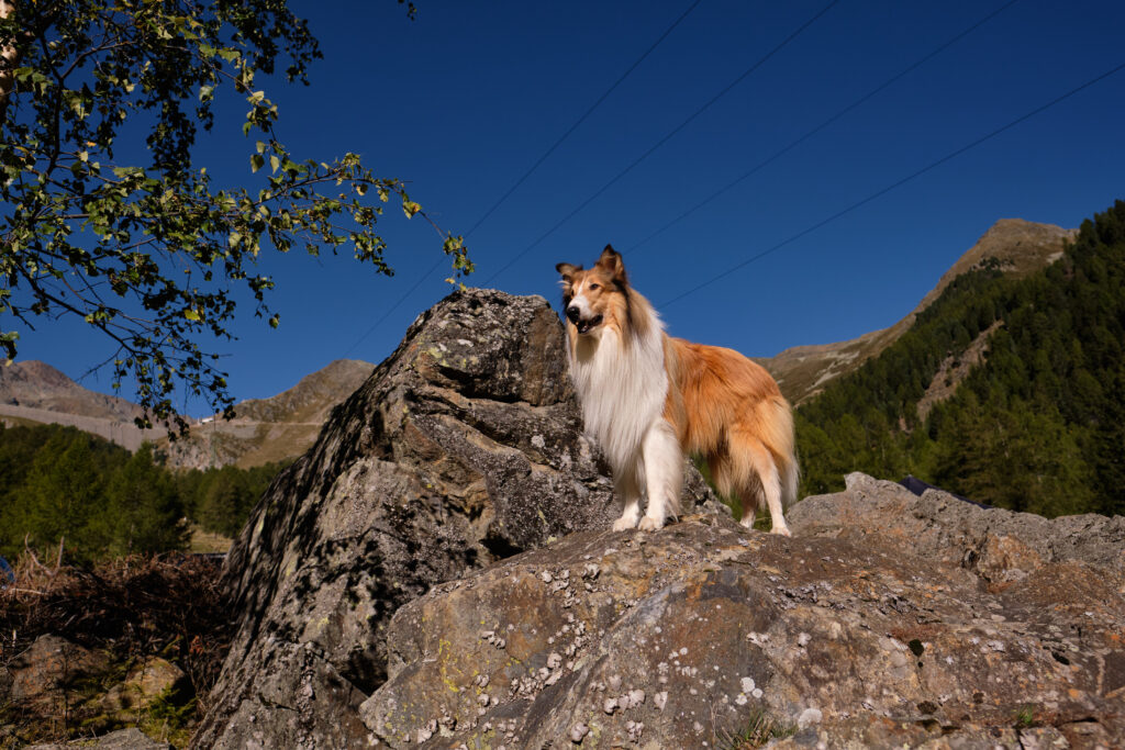 Bajkoranki: Lassie. Nowe przygody - dubbing