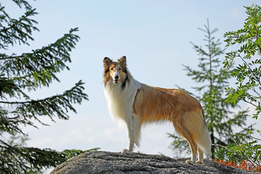 Lassie, wróć! - dubbing