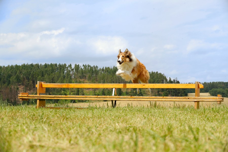 Lassie, wróć! - dubbing