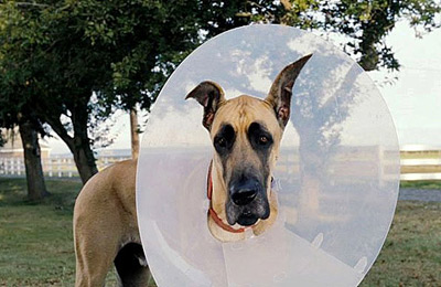 Marmaduke
