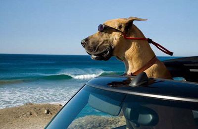 Marmaduke