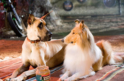 Marmaduke