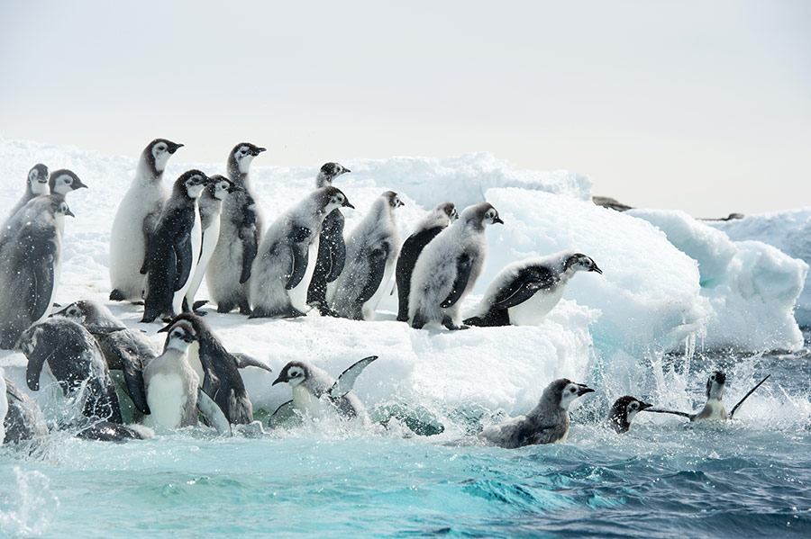 Marsz pingwinów 2: Przygoda na krańcu świata