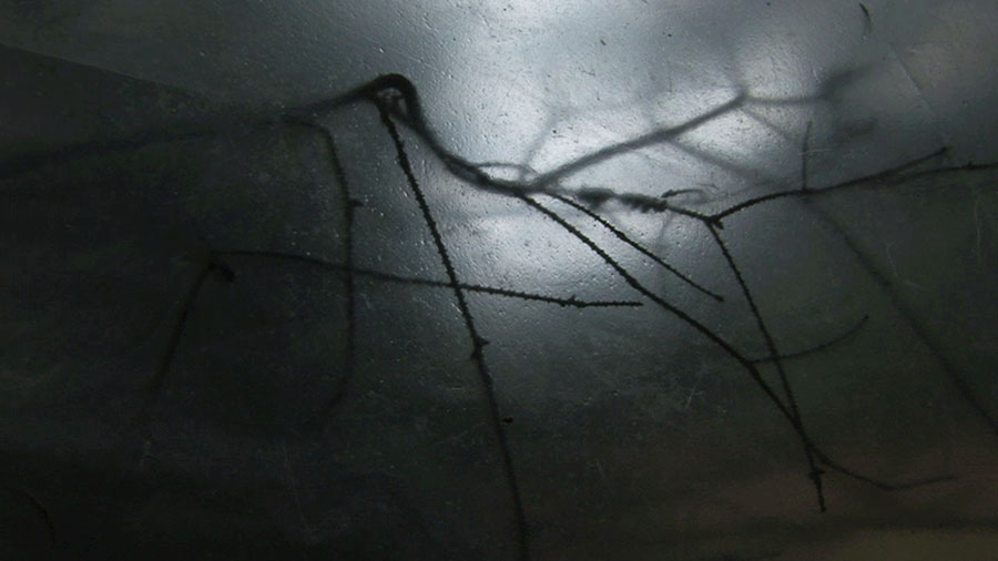 20. MDAG: Odgłosy robaków - zapiski mumii