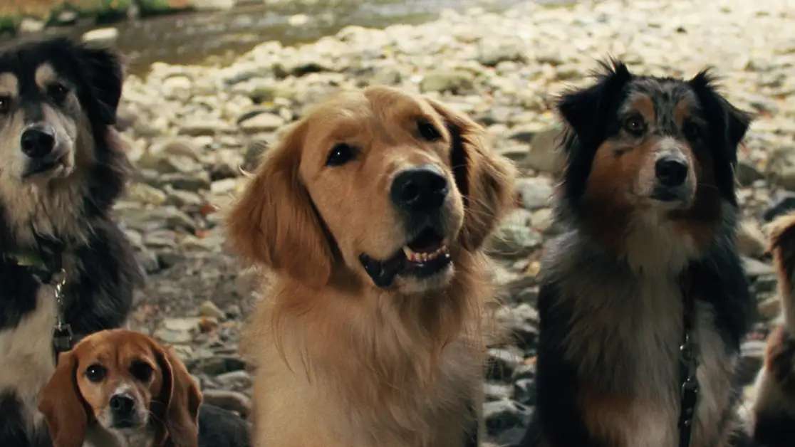 Miłość w czasach apokalipsy - napisy