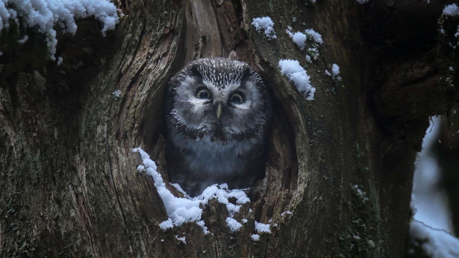 Pieśni lasu - napisy