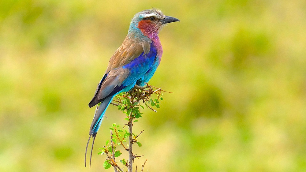 Slajdy podróżnicze: Ptaki i goryle. Afryka wschodnia i Kongo. Małgorzata i Wojciech Małolepszy