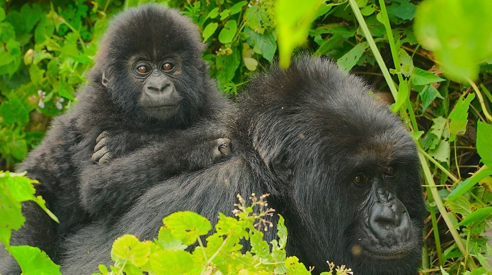 Slajdy podróżnicze: Ptaki i goryle. Afryka wschodnia i Kongo. Małgorzata i Wojciech Małolepszy