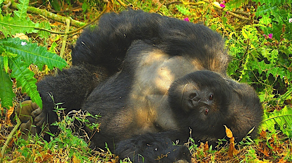 Slajdy podróżnicze: Ptaki i goryle. Afryka wschodnia i Kongo. Małgorzata i Wojciech Małolepszy