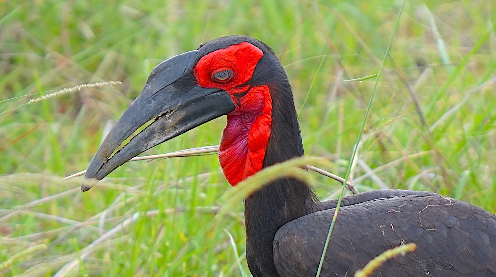 Slajdy podróżnicze: Ptaki i goryle. Afryka wschodnia i Kongo. Małgorzata i Wojciech Małolepszy