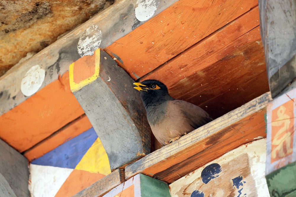 Slajdy podróżnicze: Bhutan - Druk Jul, czyli Królestwo Smoka. Beata Jaworska