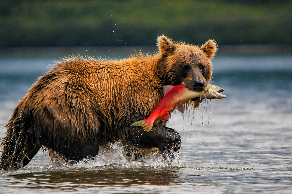 Slajdy podróżnicze: Kamczatka - z niedźwiedziami na rybach.  Żaneta i Jacek Govenlock