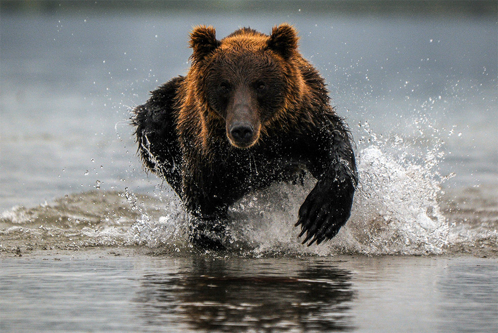 Slajdy podróżnicze: Kamczatka - z niedźwiedziami na rybach.  Żaneta i Jacek Govenlock