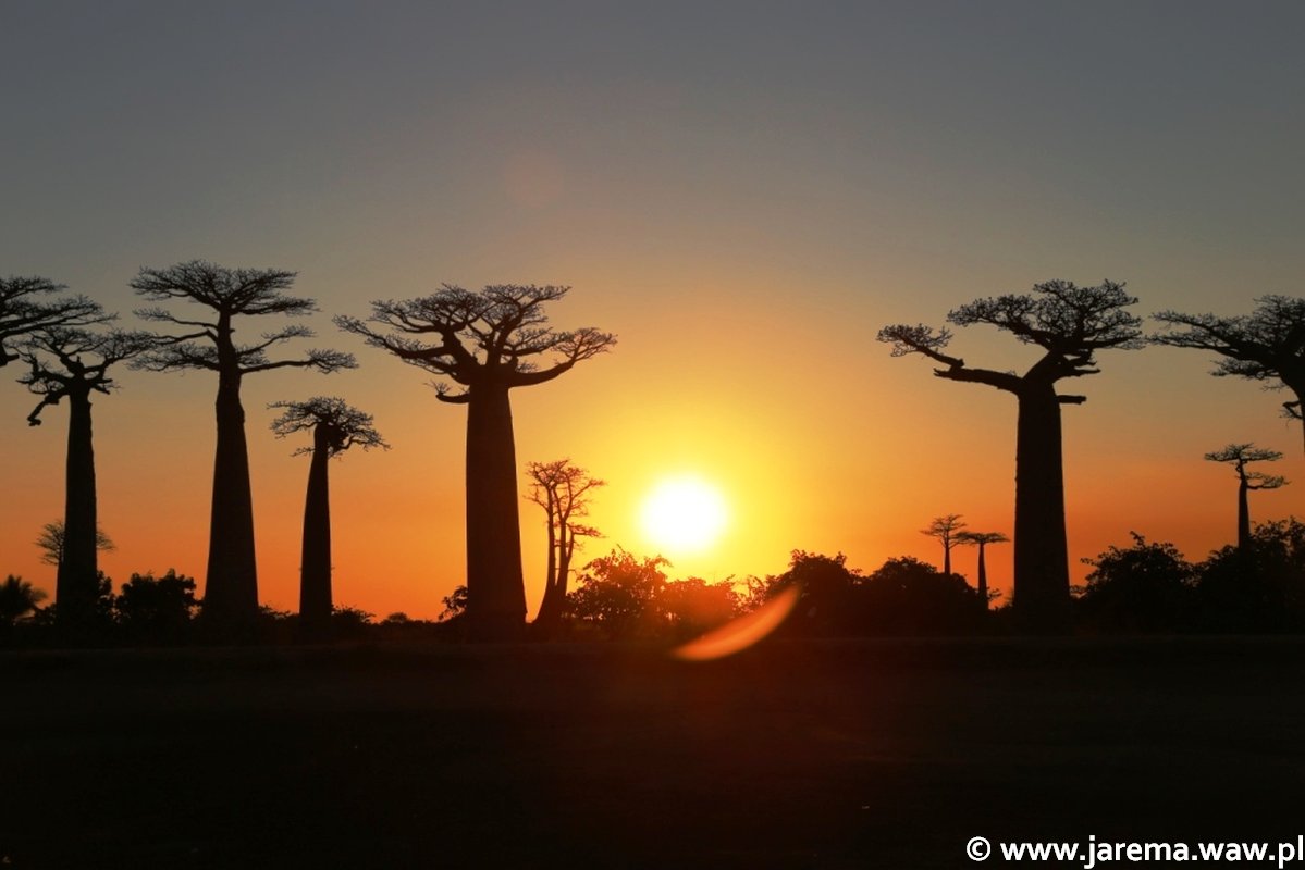 SLAJDYzPODRÓŻY: Madagaskar - kraina szalonych baobabów