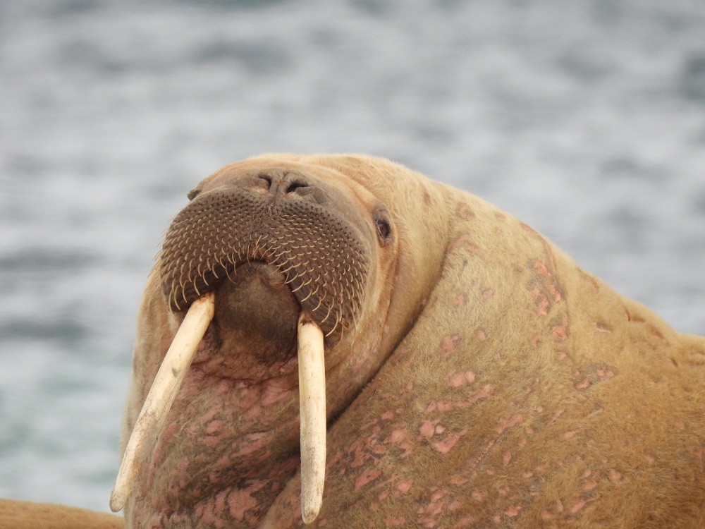 Slajdy podróżnicze: NA PÓŁNOC! Rejs przez smagane wichrem wyspy Atlantyku ze Szkocji na Svalbard. Piotr Gawlikowski