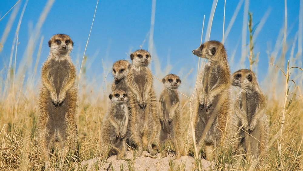 Slajdy podróżnicze: Botswana. Przez deltę Okawango i piaski Kalahari. Krzysztof Kobus