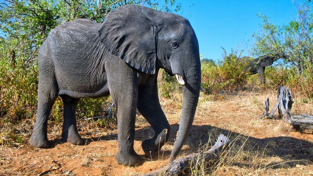 Slajdy podróżnicze: Botswana. Przez deltę Okawango i piaski Kalahari. Krzysztof Kobus