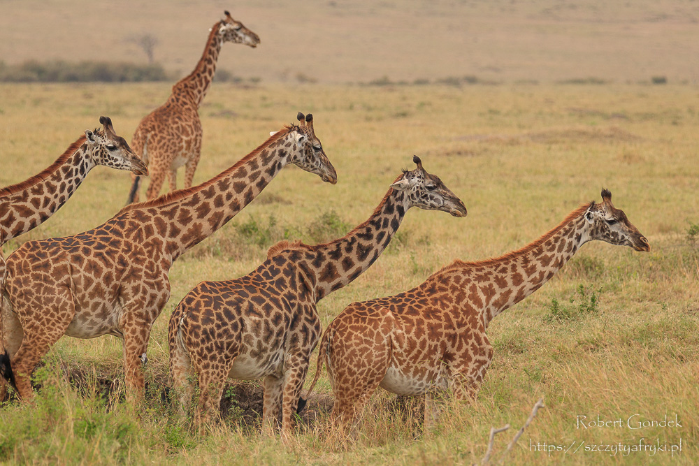 Slajdy podróżnicze: Safari moich marzeń - Tanzania, Kenia
