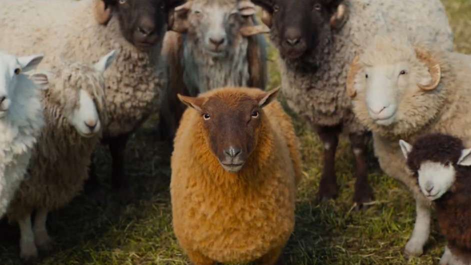 Sprawiedliwość owiec - dubbing