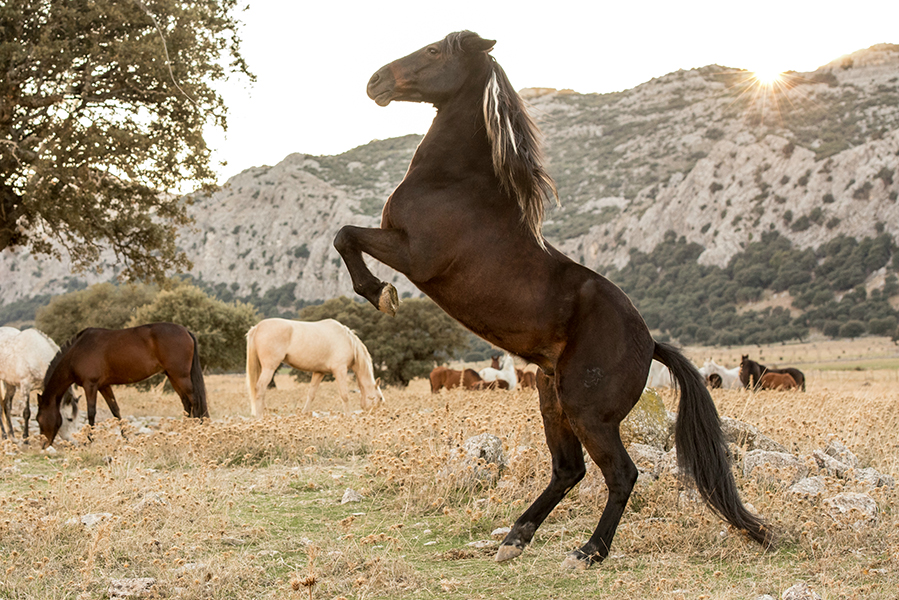 Bajkoranki: Wicher - dzikie konie - dubbing